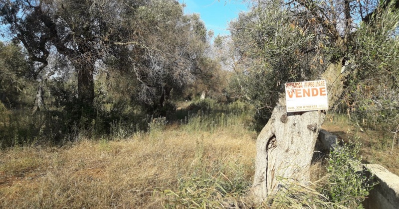 nella foto vediamo un uliveto nel comune di Presicce
