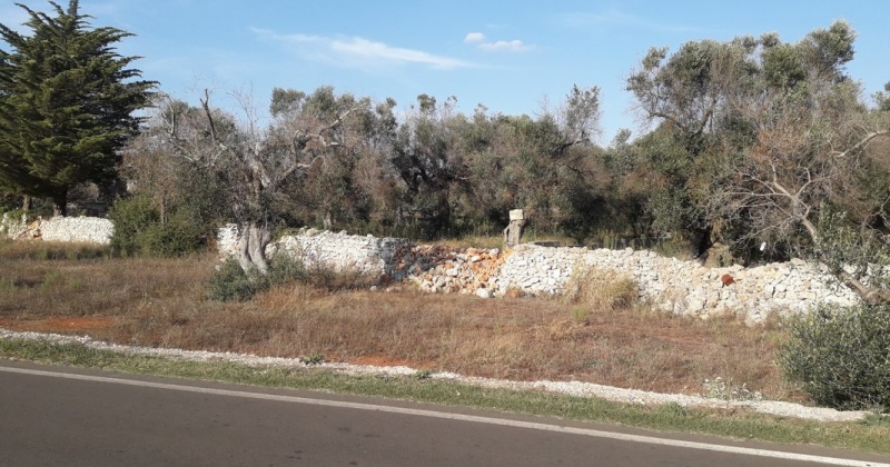nella foto vedo un tipico terreno in Presicce