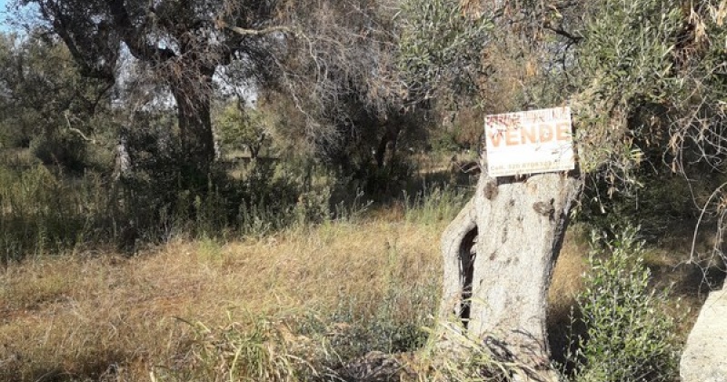 nella foto vediamo un terreno agricolo in Presicce