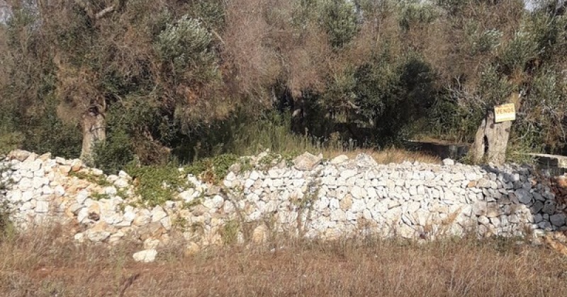 nella foto vediamo un terreno con un uliveto magnifico