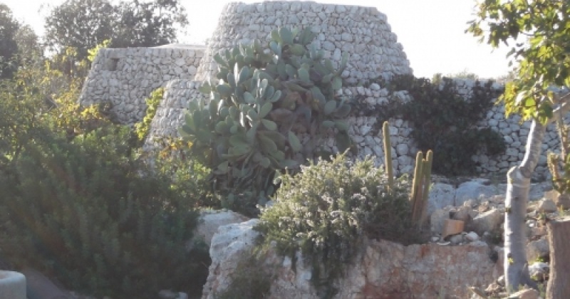foto di due trulli salentini in un uliveto in Salento